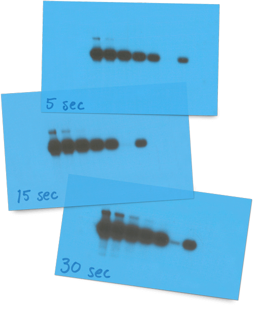 Use Accurate Analysis Tools to Compare Western Blot Bands