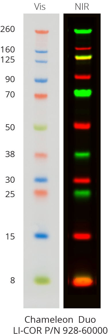 Chameleon Duo Pre-stained Protein Ladder