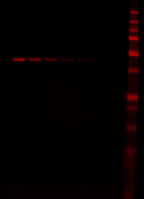 IRDye® 680LT Donkey anti-Mouse IgG Secondary Antibody data