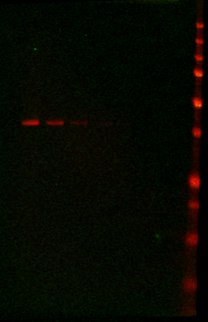 IRDye® 680LT Goat anti-Mouse IgG Secondary Antibody data