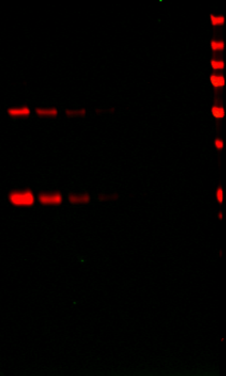 IRDye® 680LT Goat anti-Mouse IgM (u chain specific) Secondary Antibody data