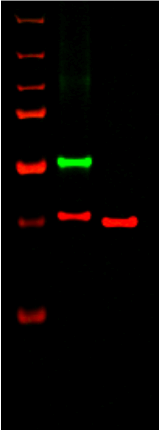 IRDye 800CW Donkey anti-Mouse IgG Secondary Antibody Data