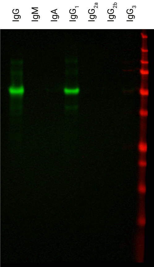 IRDye 800CW Goat anti-Mouse IgG1 Secondary Antibody