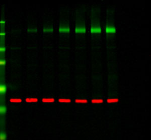 Membrane Data