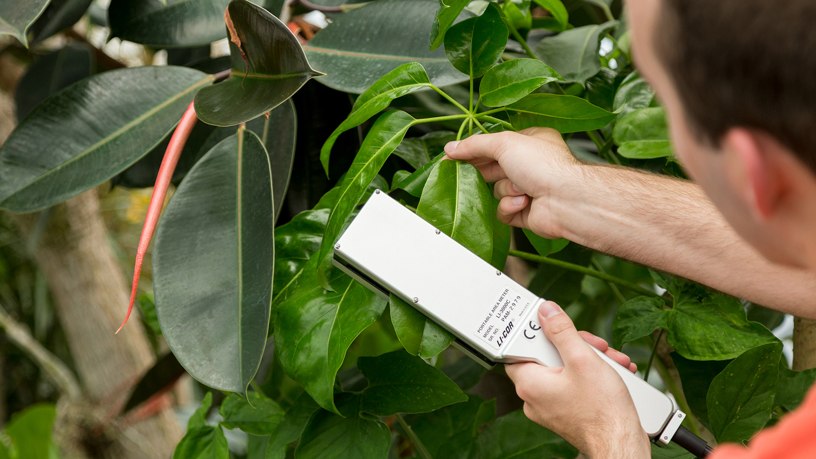 LI-3000C in greenhouse